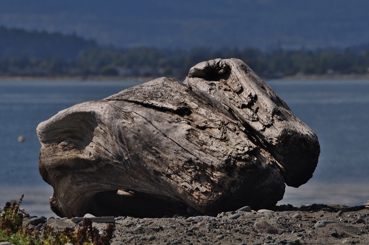 huge piece of driftwood